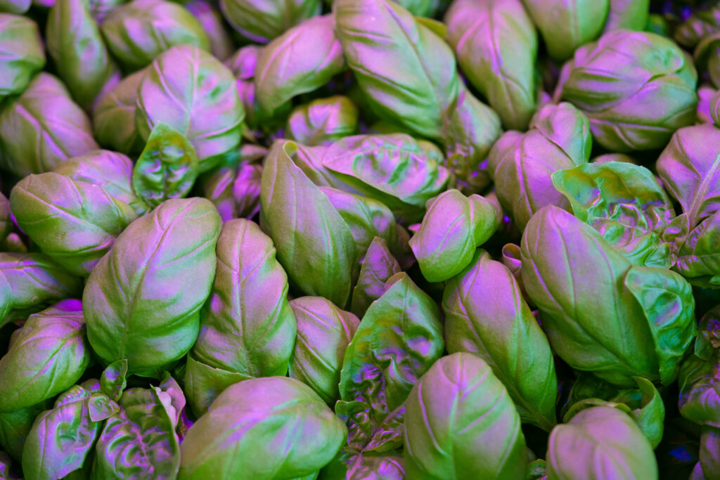 Kruiden met paars licht indoor farm